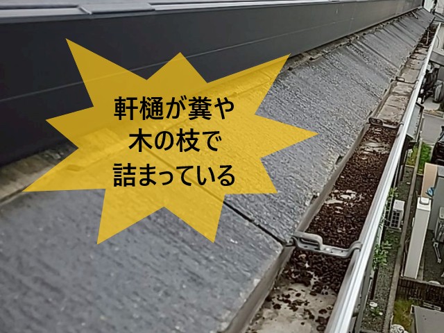 軒樋　詰まり　糞や枝